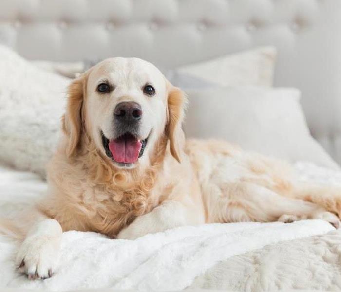 We Get Rid of Any and All Odors - dog on bed